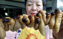 Личинки