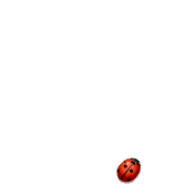 GIF BK